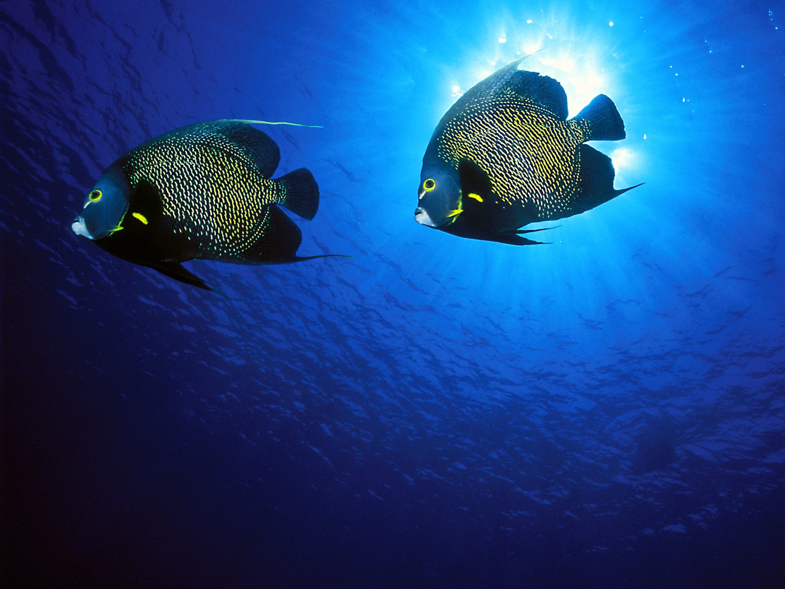 French Angelfish1484416321